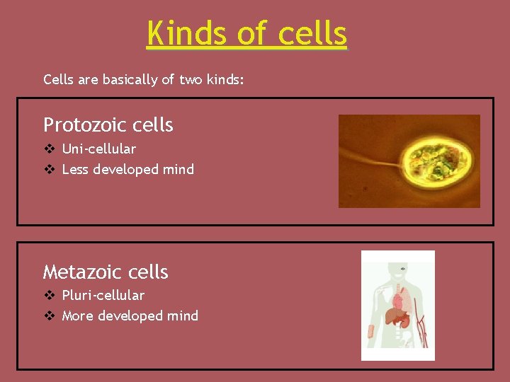 Kinds of cells Cells are basically of two kinds: Protozoic cells v Uni-cellular v