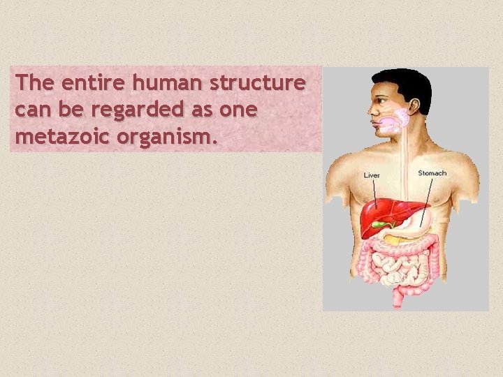 The entire human structure can be regarded as one metazoic organism. 