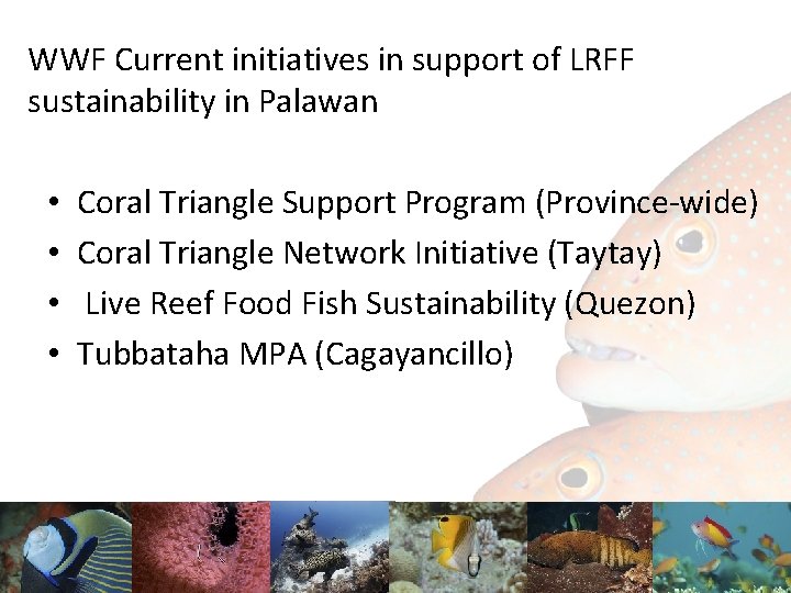 WWF Current initiatives in support of LRFF sustainability in Palawan • • Coral Triangle
