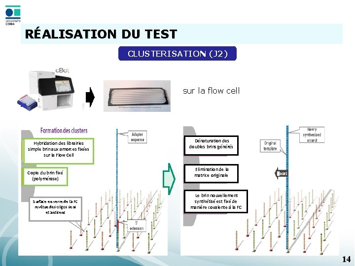 RÉALISATION DU TEST CLUSTERISATION (J 2) sur la flow cell Hybridation des librairies simple
