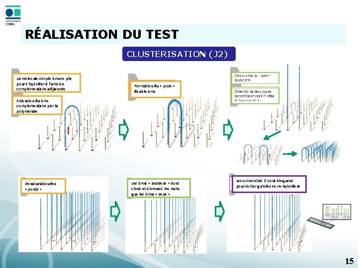 RÉALISATION DU TEST CLUSTERISATION (J 2) La molécule simple brin se plie pour s’hybrider