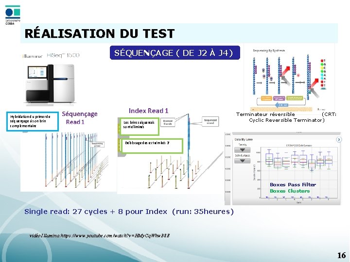 RÉALISATION DU TEST SÉQUENÇAGE ( DE J 2 À J 4) Hybridation du primer