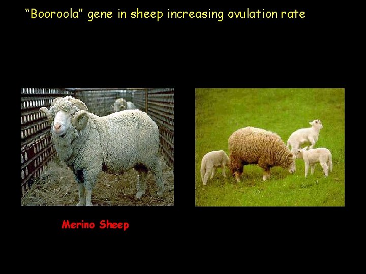 “Booroola” gene in sheep increasing ovulation rate Merino Sheep 