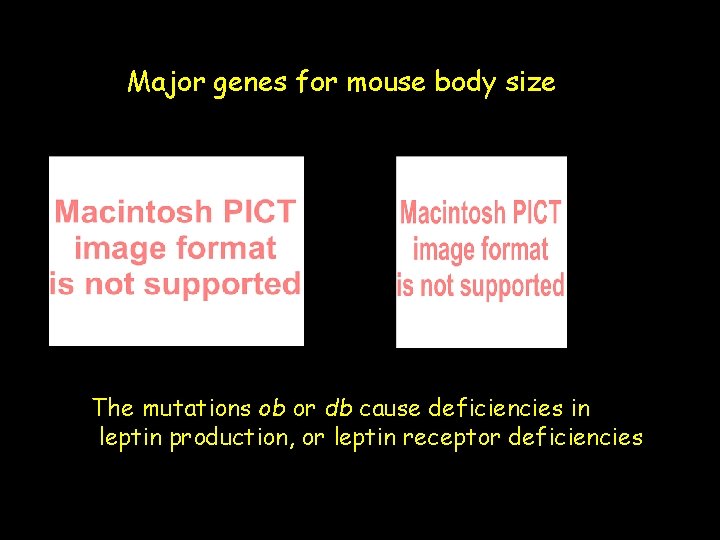Major genes for mouse body size The mutations ob or db cause deficiencies in