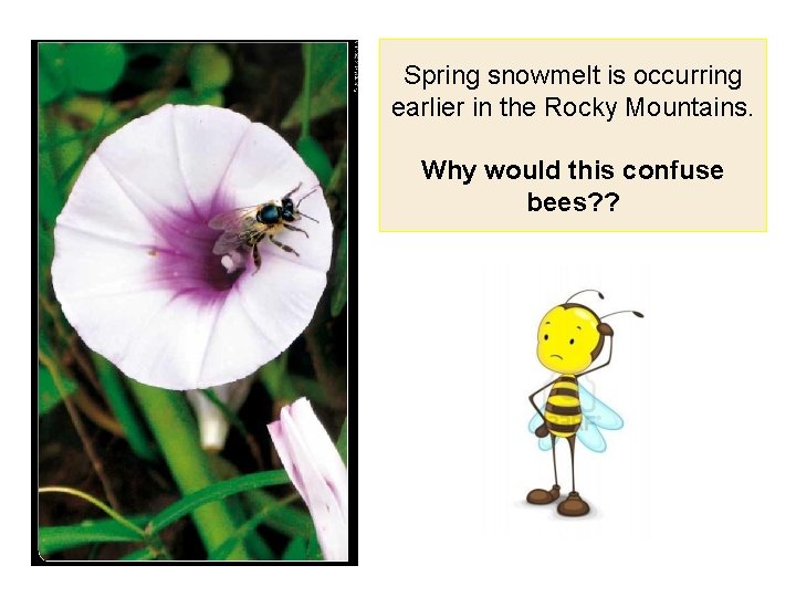 Spring snowmelt is occurring earlier in the Rocky Mountains. Why would this confuse bees?