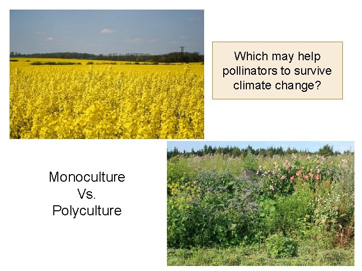 Which may help pollinators to survive climate change? Monoculture Vs. Polyculture 