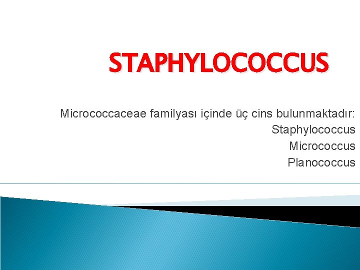 STAPHYLOCOCCUS Micrococcaceae familyası içinde üç cins bulunmaktadır: Staphylococcus Micrococcus Planococcus 