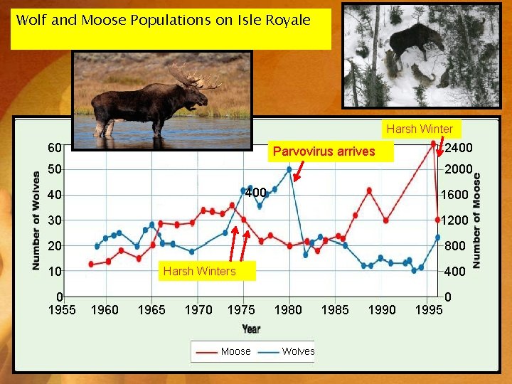 Wolf and Moose Populations on Isle Royale Harsh Winter 60 2400 Parvovirus arrives 50 Wolf and Moose Populations on Isle Royale Harsh Winter 60 2400 Parvovirus arrives 50