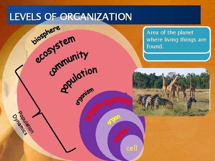 LEVELS OF ORGANIZATION one smallest group individual unit organs of living all Area organisms LEVELS OF ORGANIZATION one smallest group individual unit organs of living all Area organisms