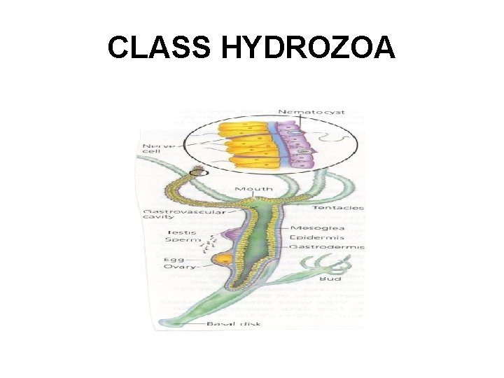 CLASS HYDROZOA 