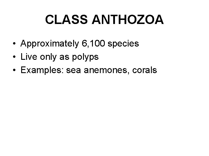 CLASS ANTHOZOA • Approximately 6, 100 species • Live only as polyps • Examples: