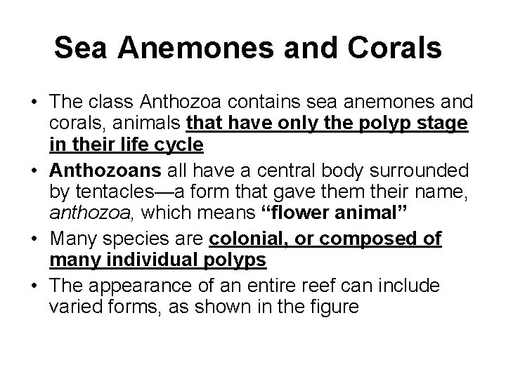 Sea Anemones and Corals • The class Anthozoa contains sea anemones and corals, animals