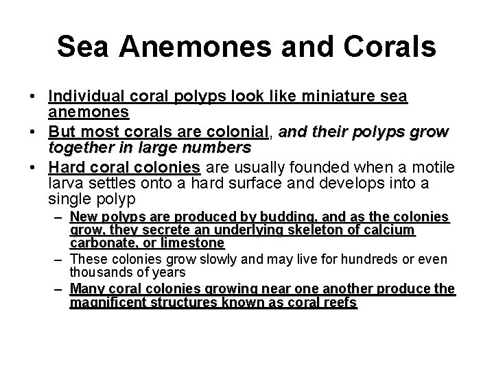 Sea Anemones and Corals • Individual coral polyps look like miniature sea anemones •