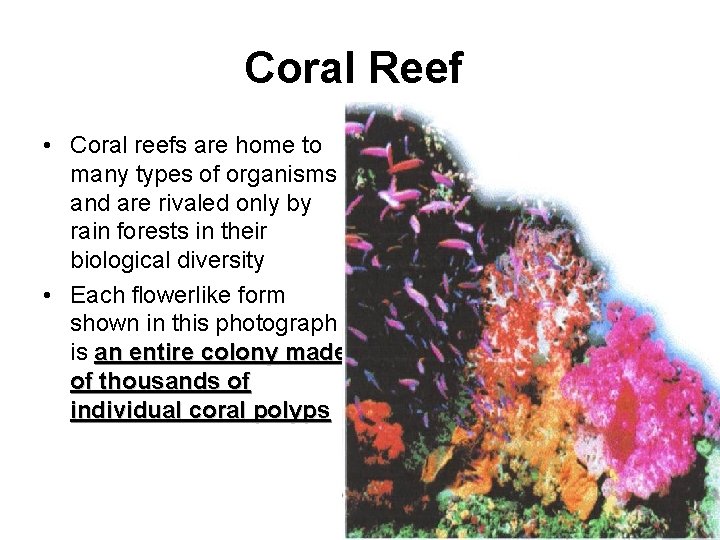 Coral Reef • Coral reefs are home to many types of organisms and are