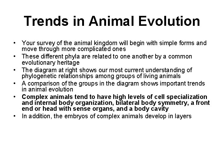 Trends in Animal Evolution • Your survey of the animal kingdom will begin with