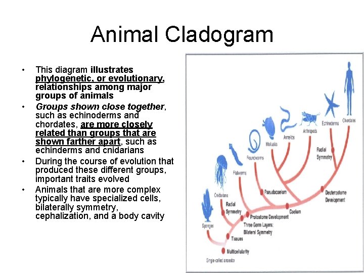 Animal Cladogram • • This diagram illustrates phylogenetic, or evolutionary, relationships among major groups