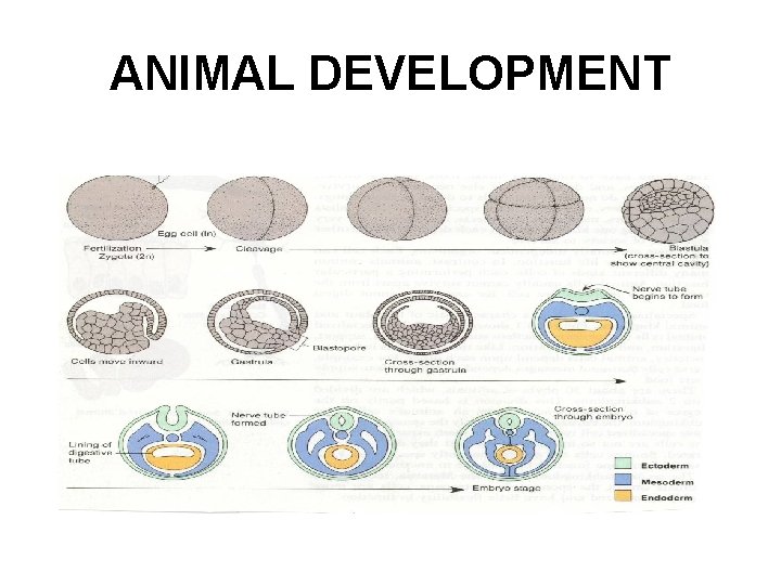 ANIMAL DEVELOPMENT 