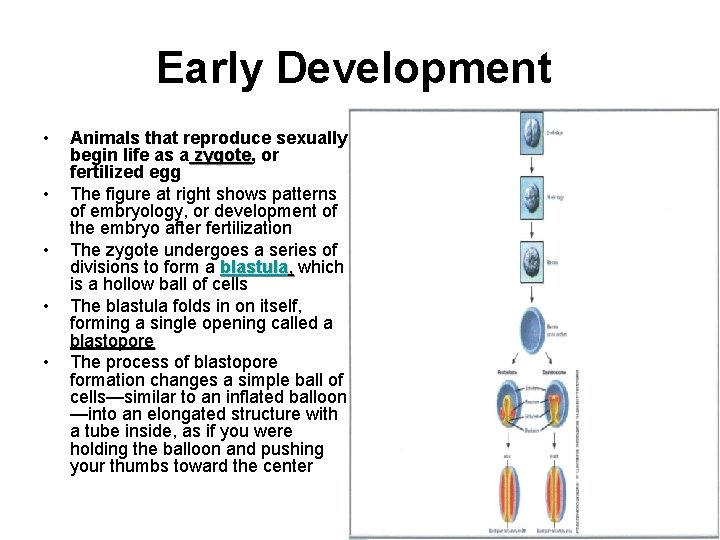 Early Development • • • Animals that reproduce sexually begin life as a zygote,