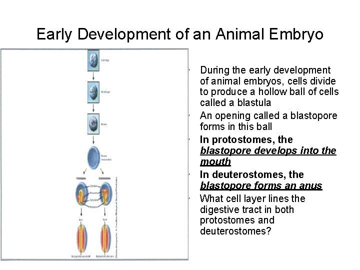 Early Development of an Animal Embryo • During the early development of animal embryos,