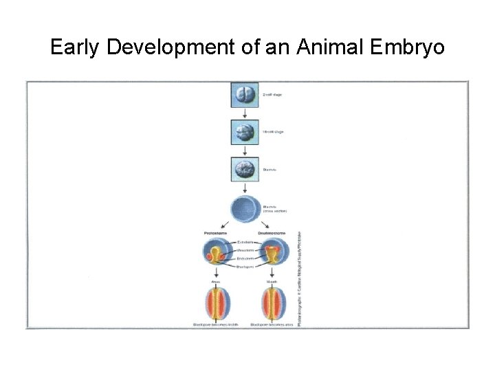 Early Development of an Animal Embryo 