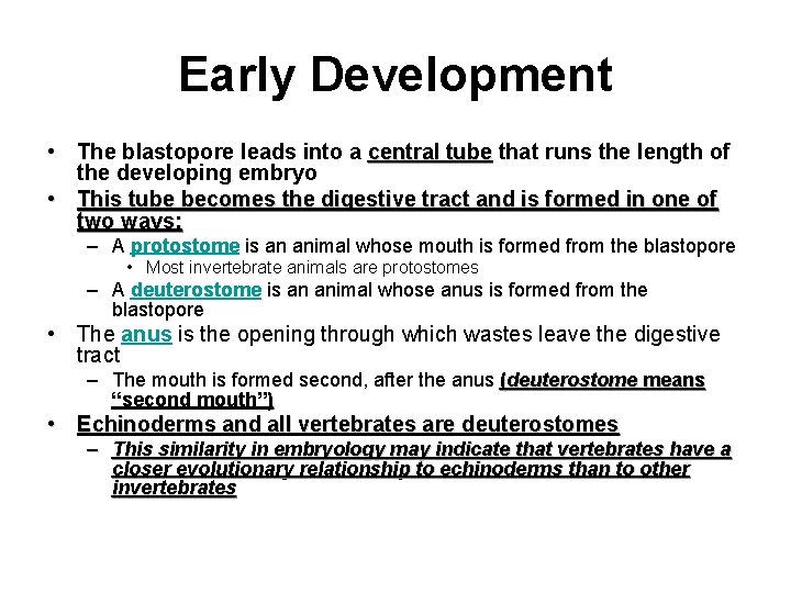 Early Development • The blastopore leads into a central tube that runs the length