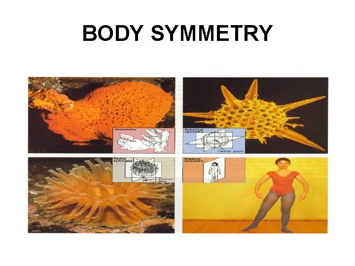 BODY SYMMETRY 