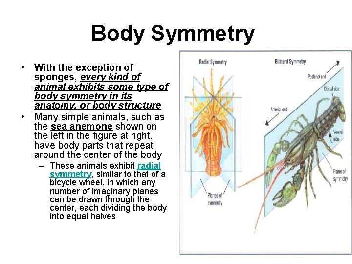 Body Symmetry • With the exception of sponges, every kind of animal exhibits some