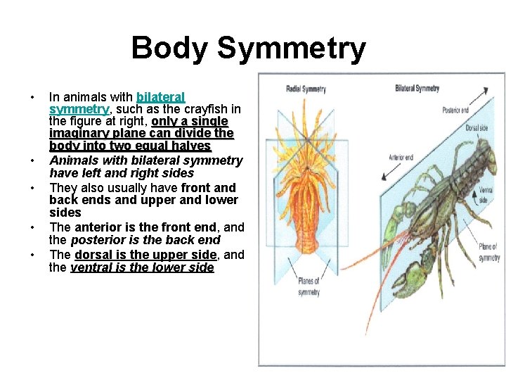 Body Symmetry • • • In animals with bilateral symmetry, such as the crayfish