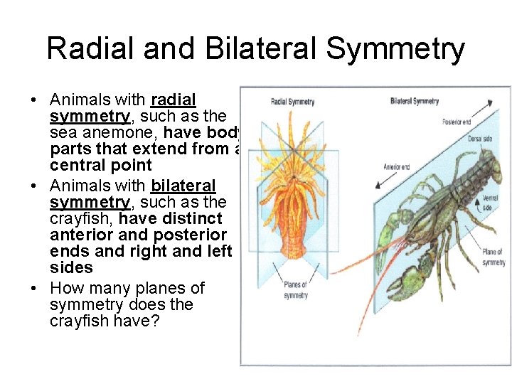 Radial and Bilateral Symmetry • Animals with radial symmetry, such as the sea anemone,