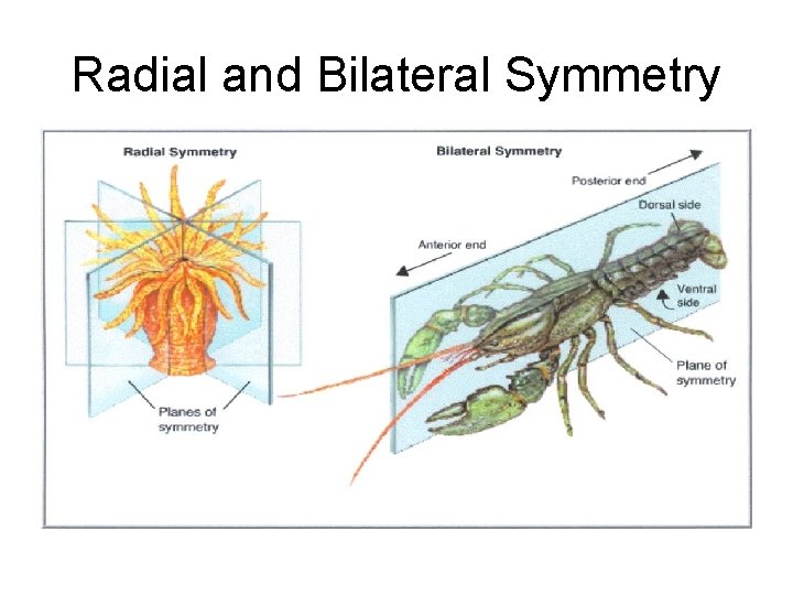 Radial and Bilateral Symmetry 