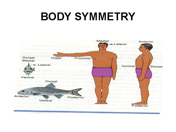 BODY SYMMETRY 