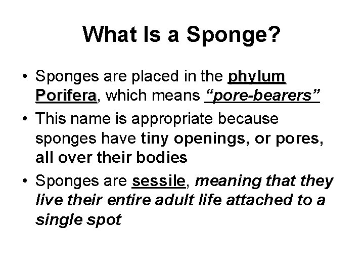 What Is a Sponge? • Sponges are placed in the phylum Porifera, which means
