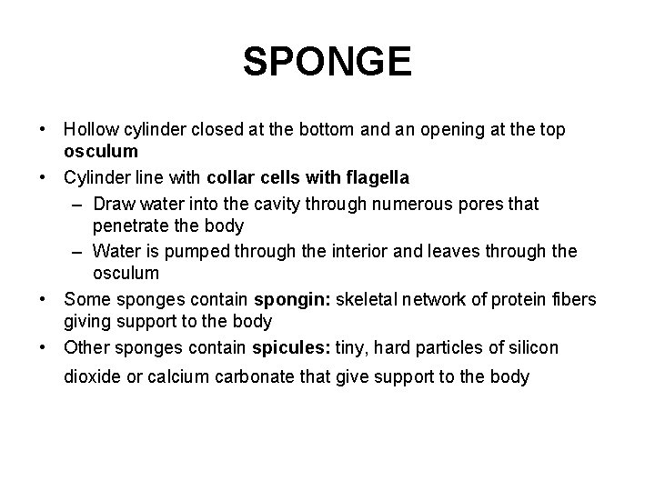 SPONGE • Hollow cylinder closed at the bottom and an opening at the top