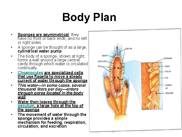 Body Plan • • Sponges are asymmetrical; they have no front or back ends,