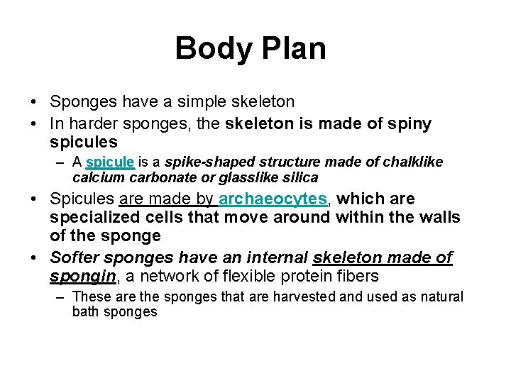 Body Plan • Sponges have a simple skeleton • In harder sponges, the skeleton