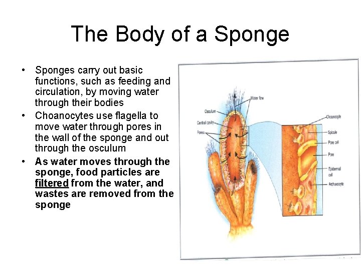 The Body of a Sponge • Sponges carry out basic functions, such as feeding