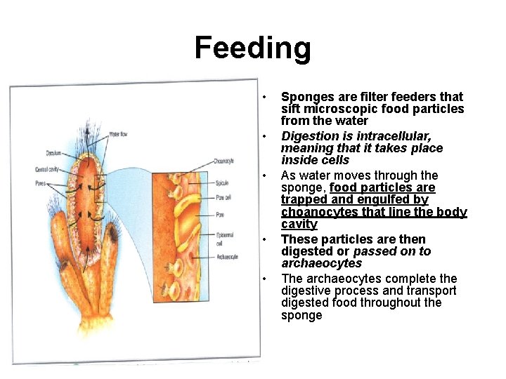 Feeding • • • Sponges are filter feeders that sift microscopic food particles from