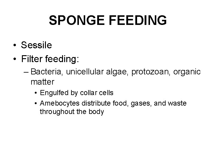 SPONGE FEEDING • Sessile • Filter feeding: – Bacteria, unicellular algae, protozoan, organic matter