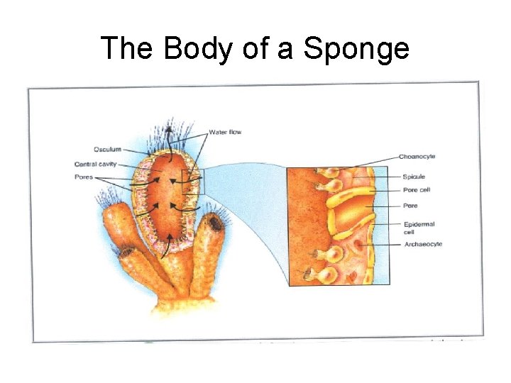 The Body of a Sponge 