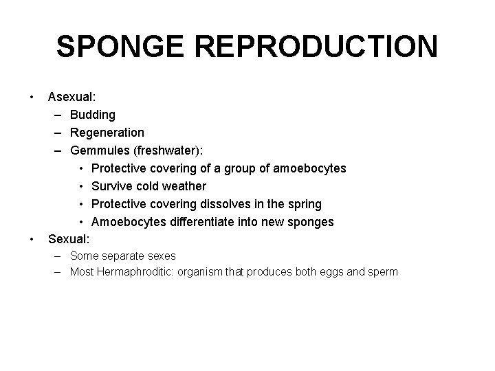 SPONGE REPRODUCTION • • Asexual: – Budding – Regeneration – Gemmules (freshwater): • Protective