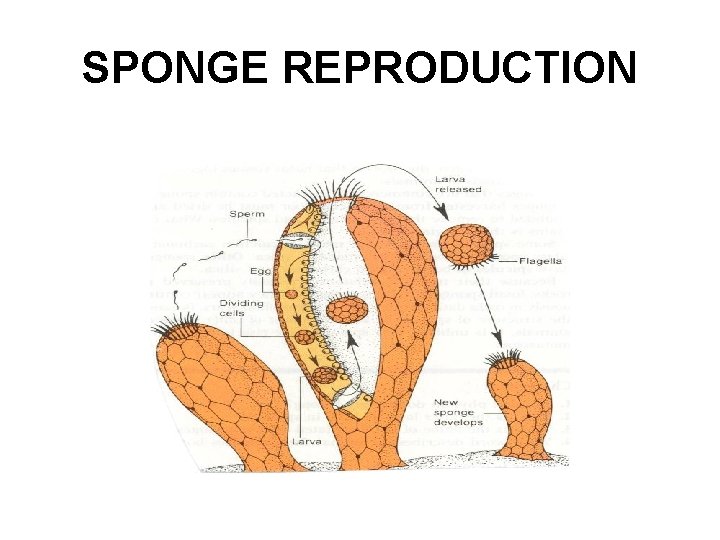 SPONGE REPRODUCTION 