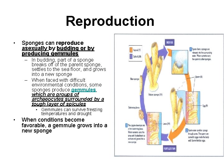 Reproduction • Sponges can reproduce asexually by budding or by producing gemmules – In