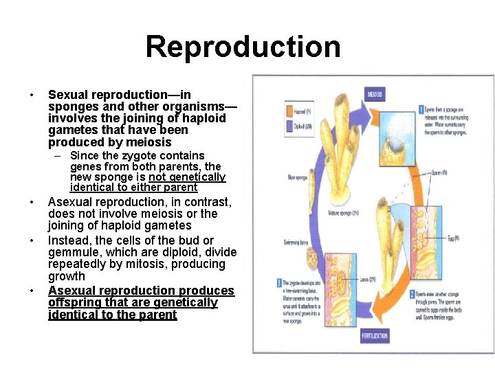 Reproduction • Sexual reproduction—in sponges and other organisms— involves the joining of haploid gametes