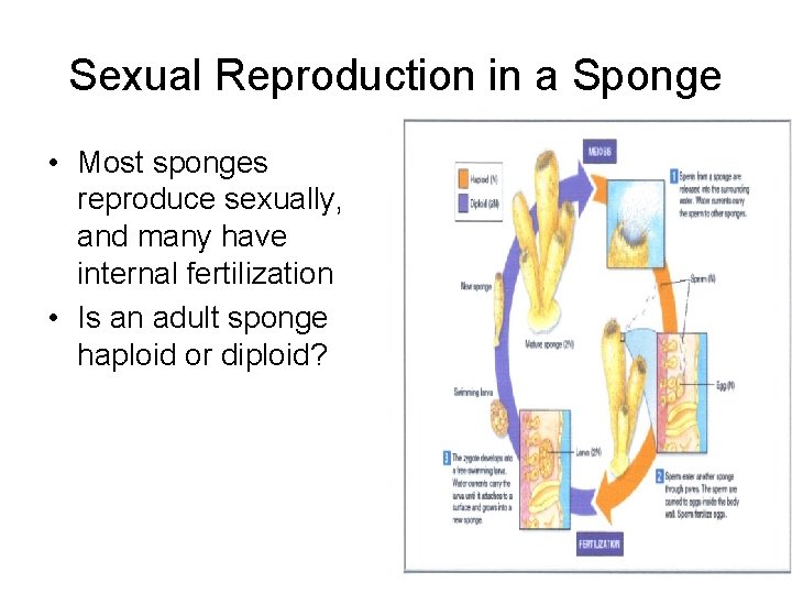 Sexual Reproduction in a Sponge • Most sponges reproduce sexually, and many have internal