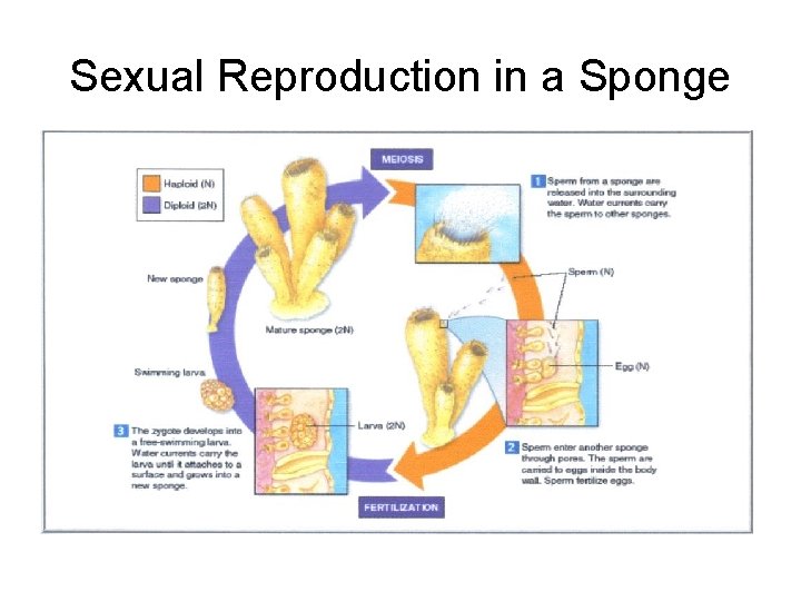 Sexual Reproduction in a Sponge 