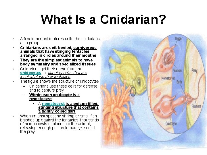 What Is a Cnidarian? • • • A few important features unite the cnidarians