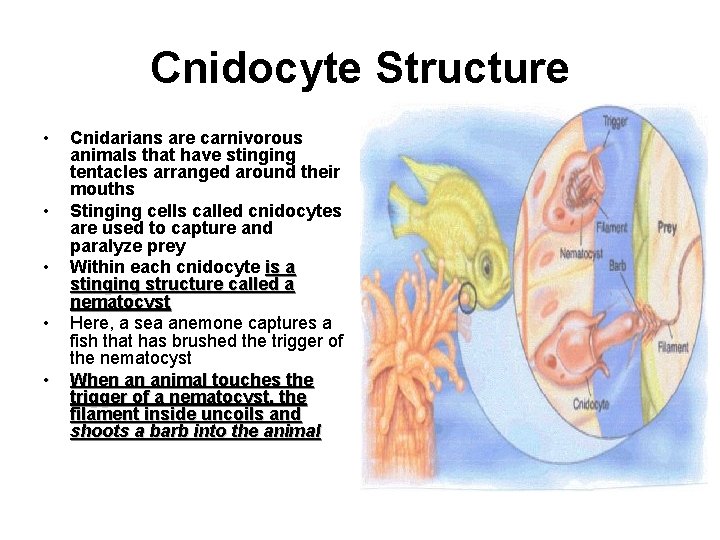 Cnidocyte Structure • • • Cnidarians are carnivorous animals that have stinging tentacles arranged