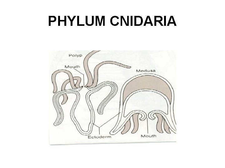 PHYLUM CNIDARIA 