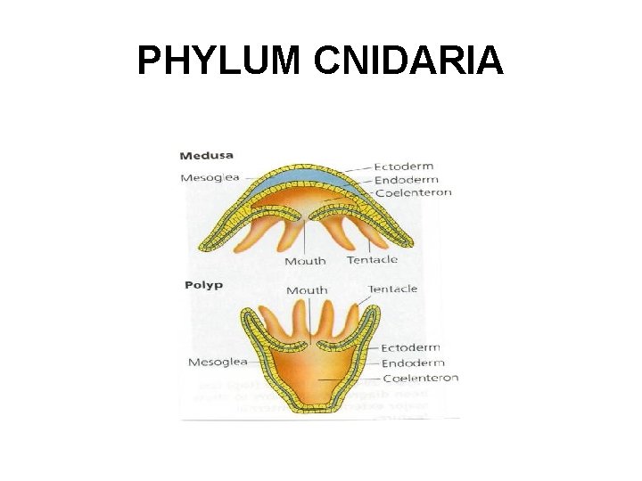 PHYLUM CNIDARIA 