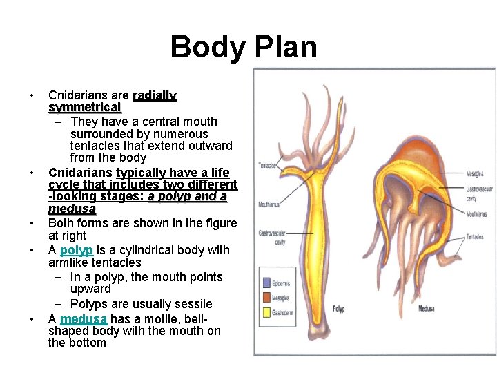 Body Plan • • • Cnidarians are radially symmetrical – They have a central